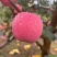 灵宝SOD红富士苹果🍎
