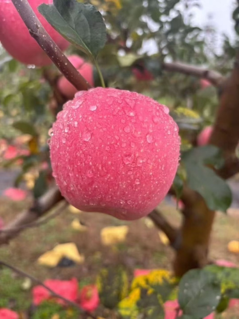 灵宝SOD红富士苹果🍎
