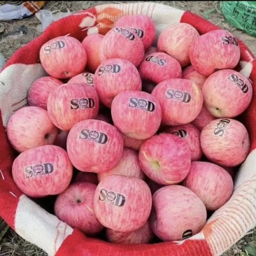 灵宝SOD红富士苹果🍎