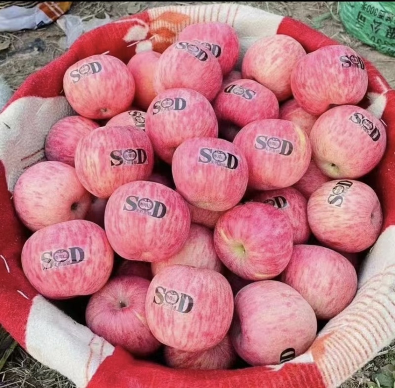 灵宝SOD红富士苹果🍎