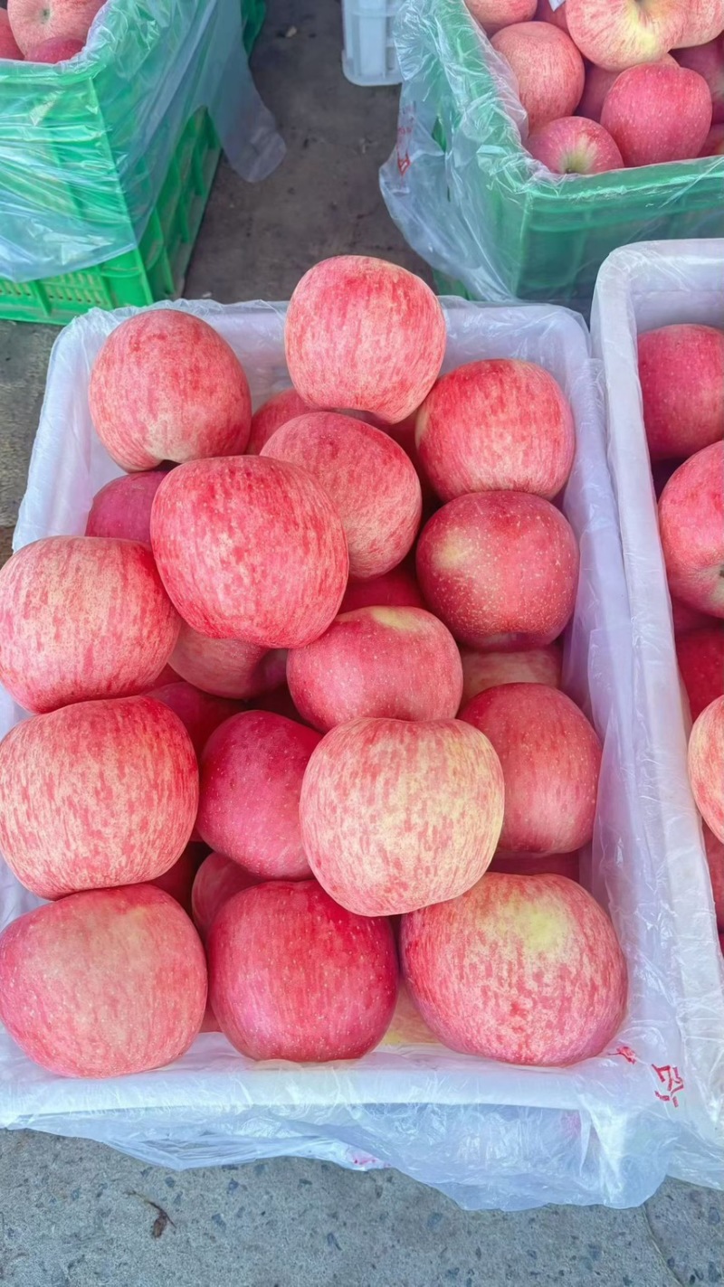 灵宝SOD红富士苹果🍎