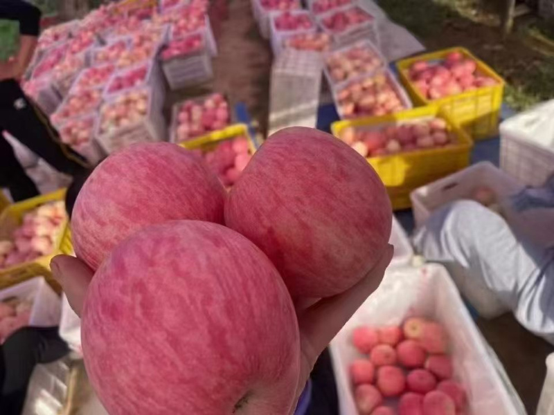 灵宝SOD红富士苹果🍎