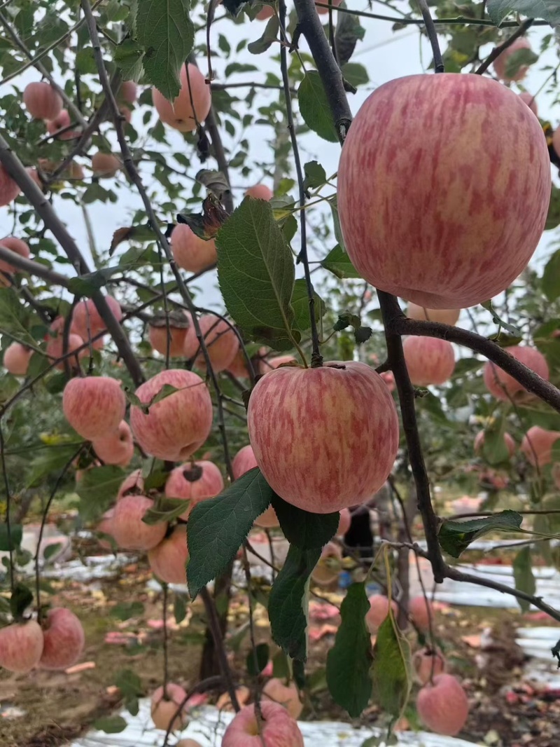 灵宝SOD红富士苹果🍎