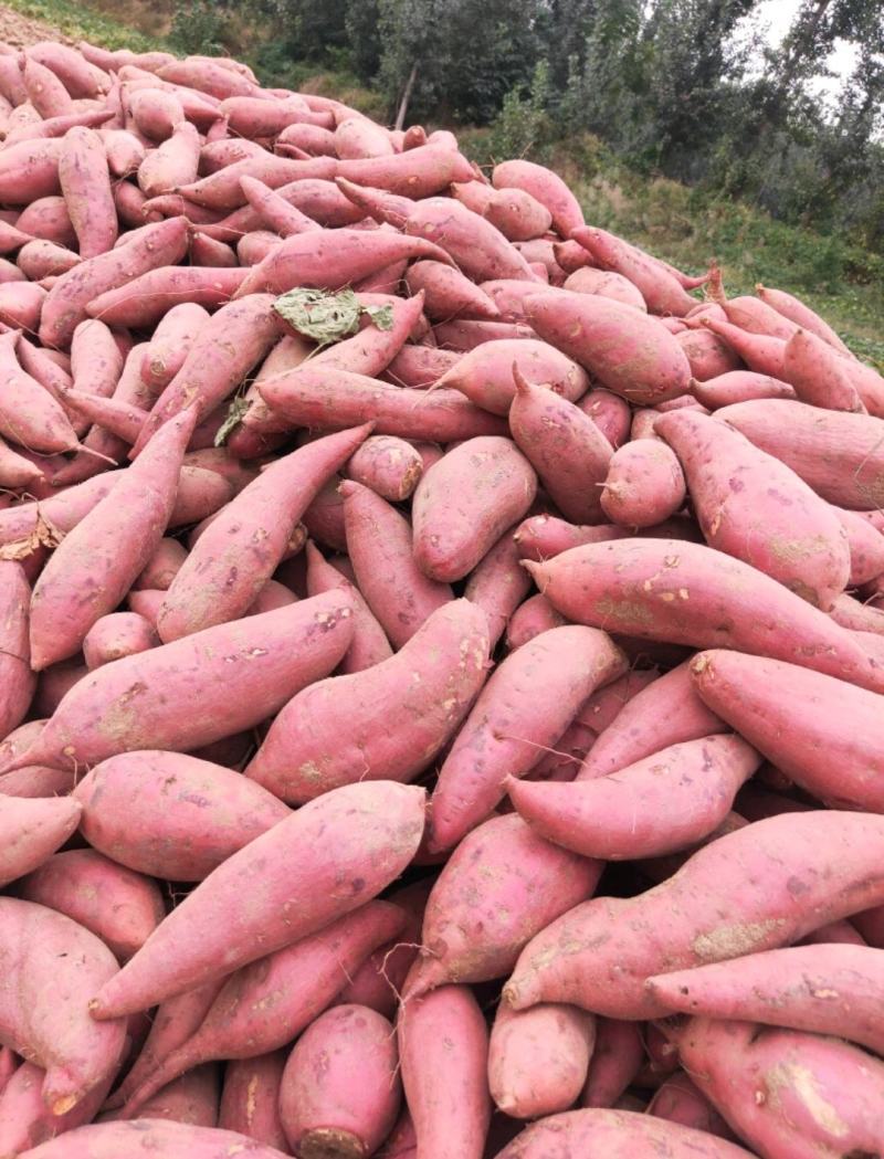 西瓜红红薯山西红薯地瓜自家种植量大价优现挖现发欢迎联系