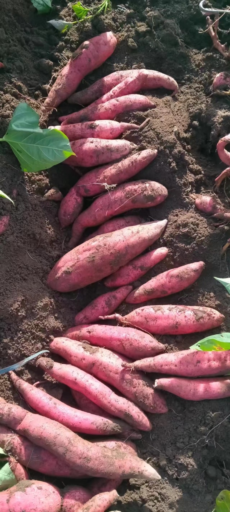 西瓜红红薯山西红薯地瓜自家种植量大价优现挖现发欢迎联系
