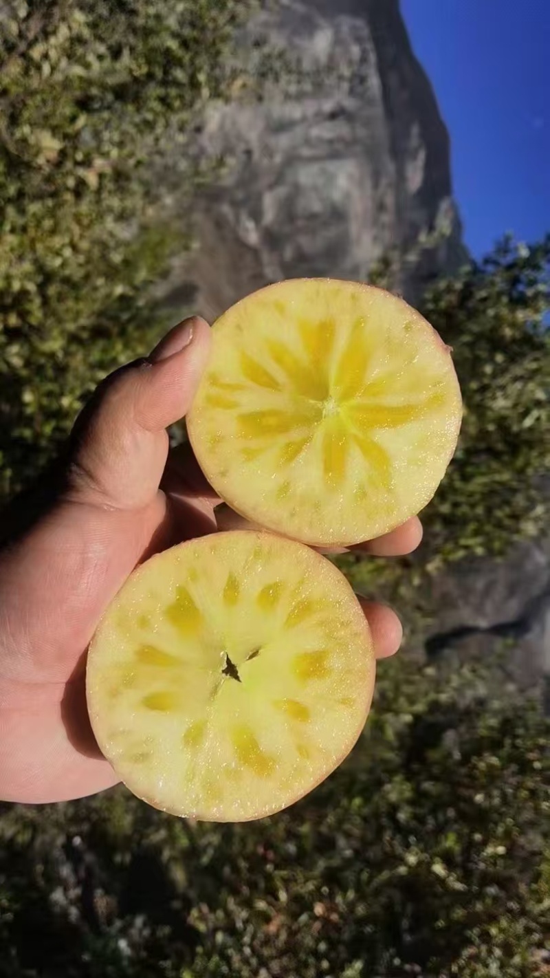 高原糖心红富士