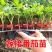 番茄苗硬粉，毛粉802，大红西红柿苗子菜用大番茄苗