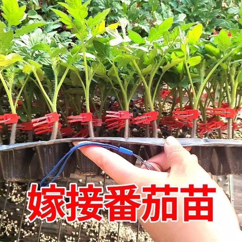 番茄苗硬粉，毛粉802，大红西红柿苗子菜用大番茄苗