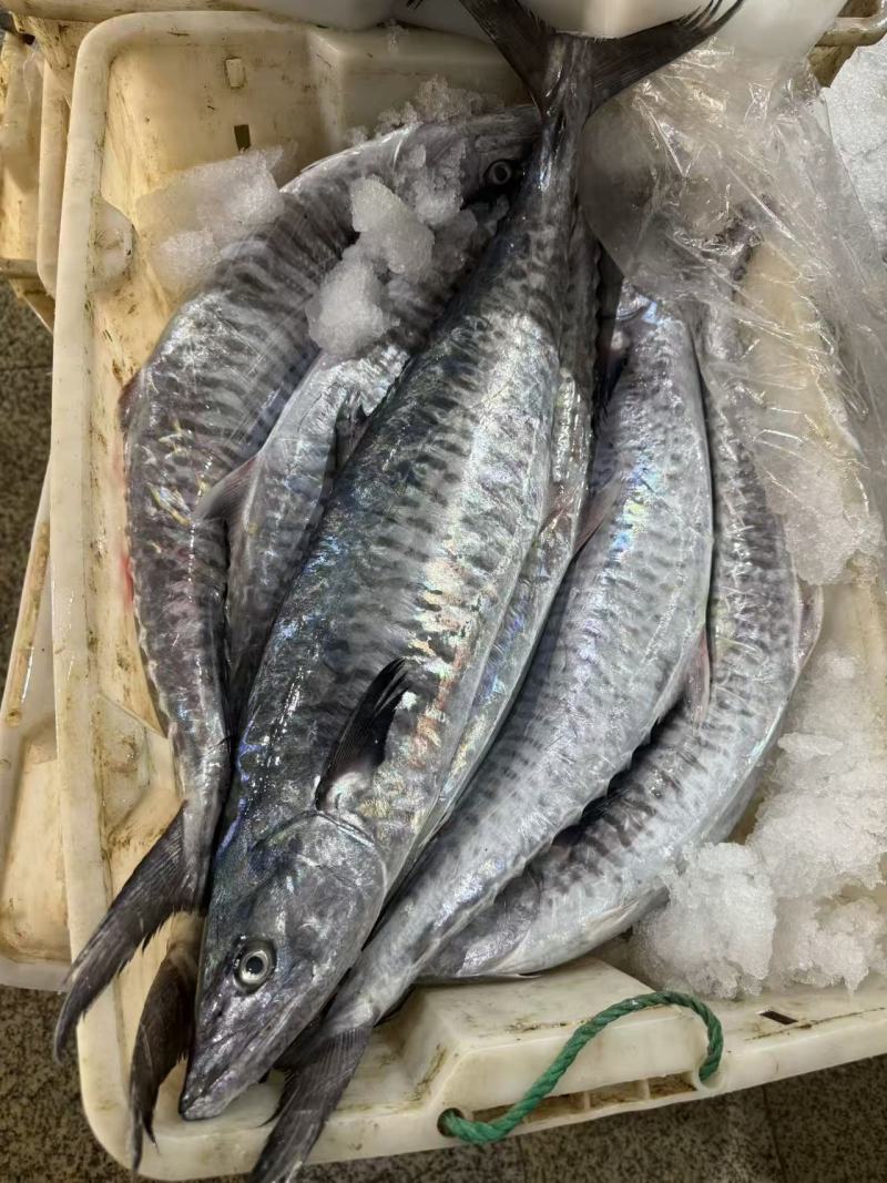 本港大马鲛鱼纯肉，2块400g