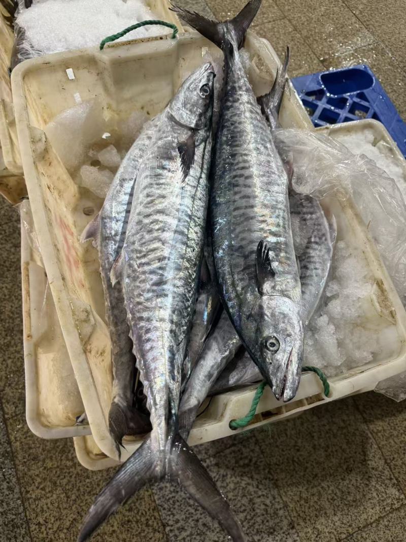 本港大马鲛鱼纯肉，2块400g