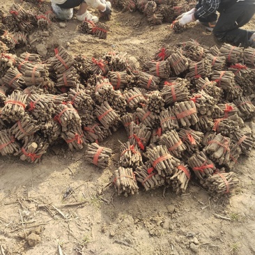 泡桐根全网优质泡桐根现货出售可提供技术支持提供泡销售渠道