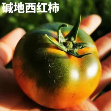 碱地西红柿