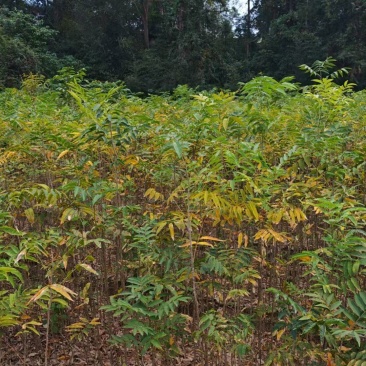 无患子杯苗，产地一手货源，成活率高，欢迎新老客户前来合作