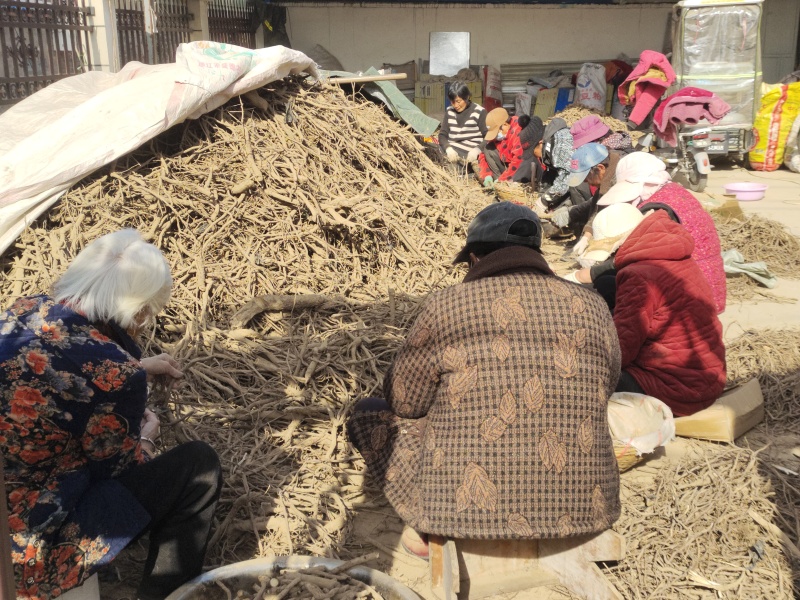 泡桐根全网优质泡桐根现货出售可提供技术支持提供泡销售渠道
