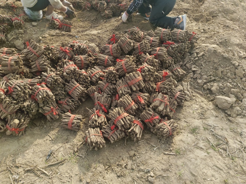 泡桐根全网优质泡桐根现货出售可提供技术支持提供泡销售渠道
