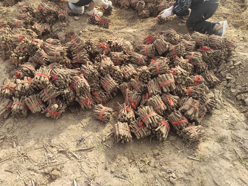 泡桐根全网优质泡桐根现货出售可提供技术支持提供泡销售渠道
