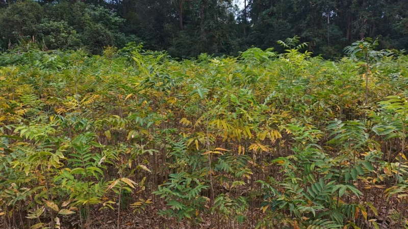 无患子杯苗，产地一手货源，成活率高，欢迎新老客户前来合作