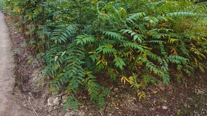 南酸枣杯苗，产地货源，量大优惠可以视频看货，欢迎合作