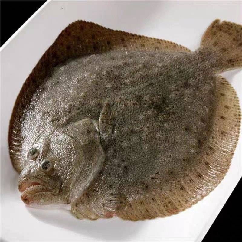 4-6两多宝鱼