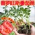 普罗旺斯番茄秧苗