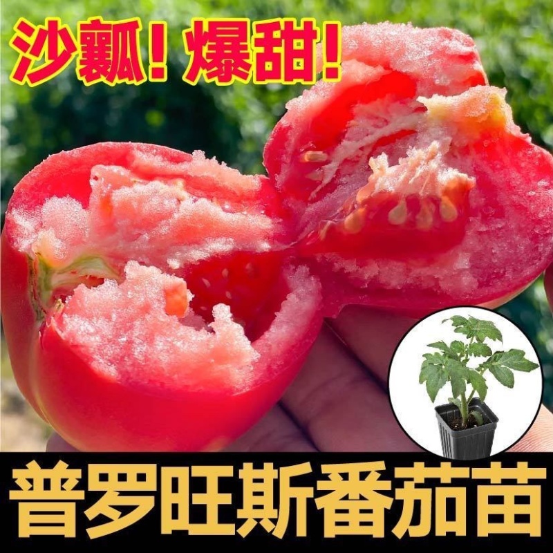 普罗旺斯番茄秧苗