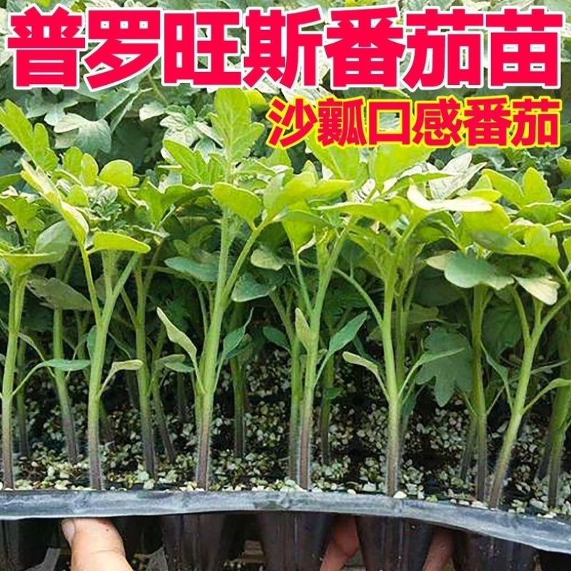 普罗旺斯番茄秧苗