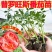 普罗旺斯番茄秧苗