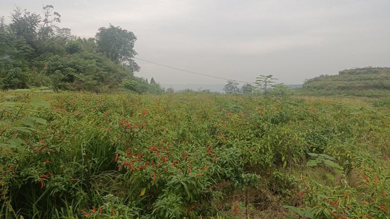 青红小米辣