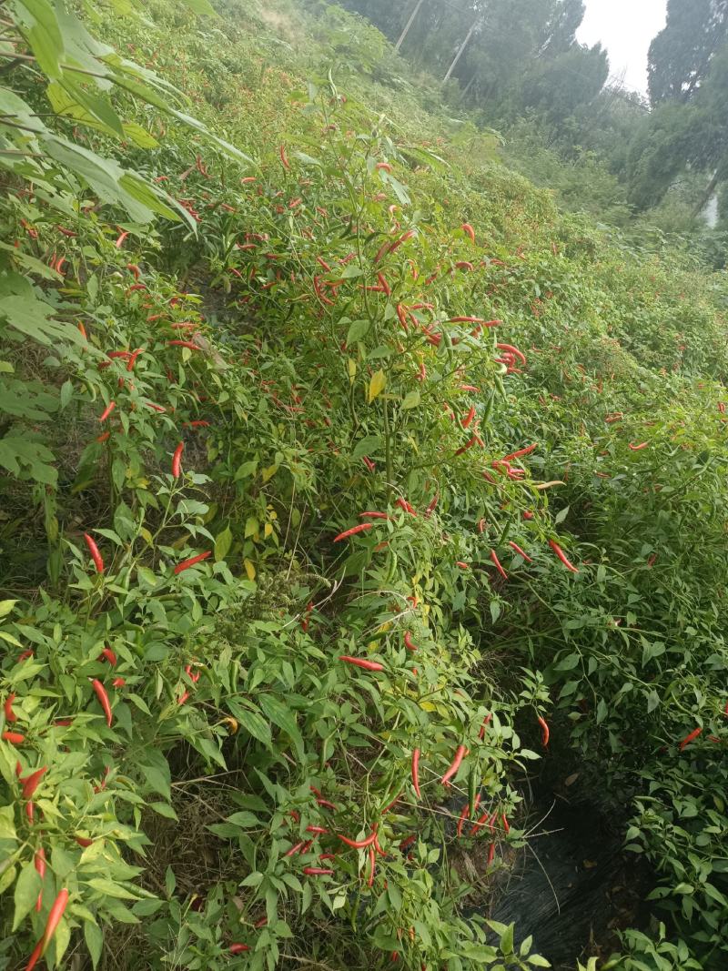 青红小米辣