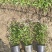 大麻叶泽兰120杯、1加仑、2加仑，基地有量，欢迎来订购