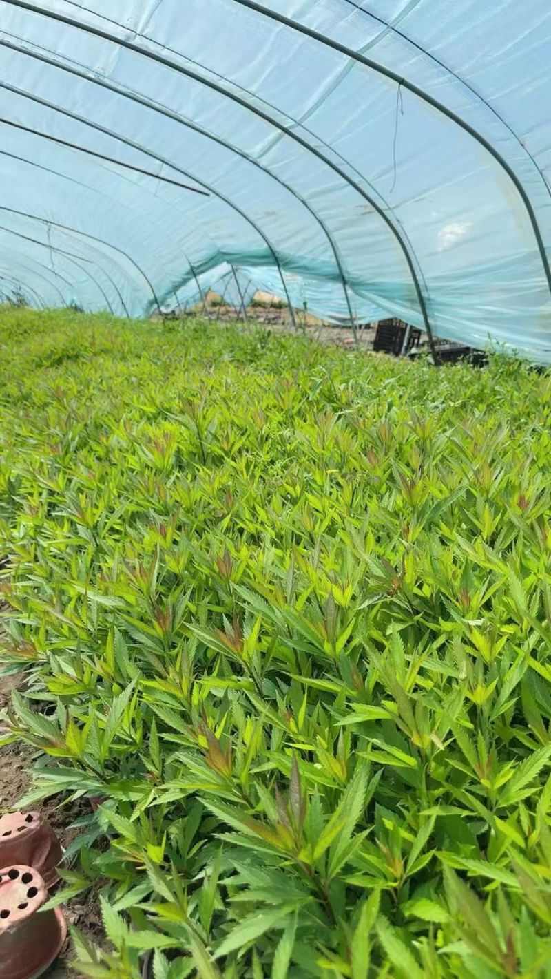 大麻叶泽兰120杯、1加仑、2加仑，基地有量，欢迎来订购