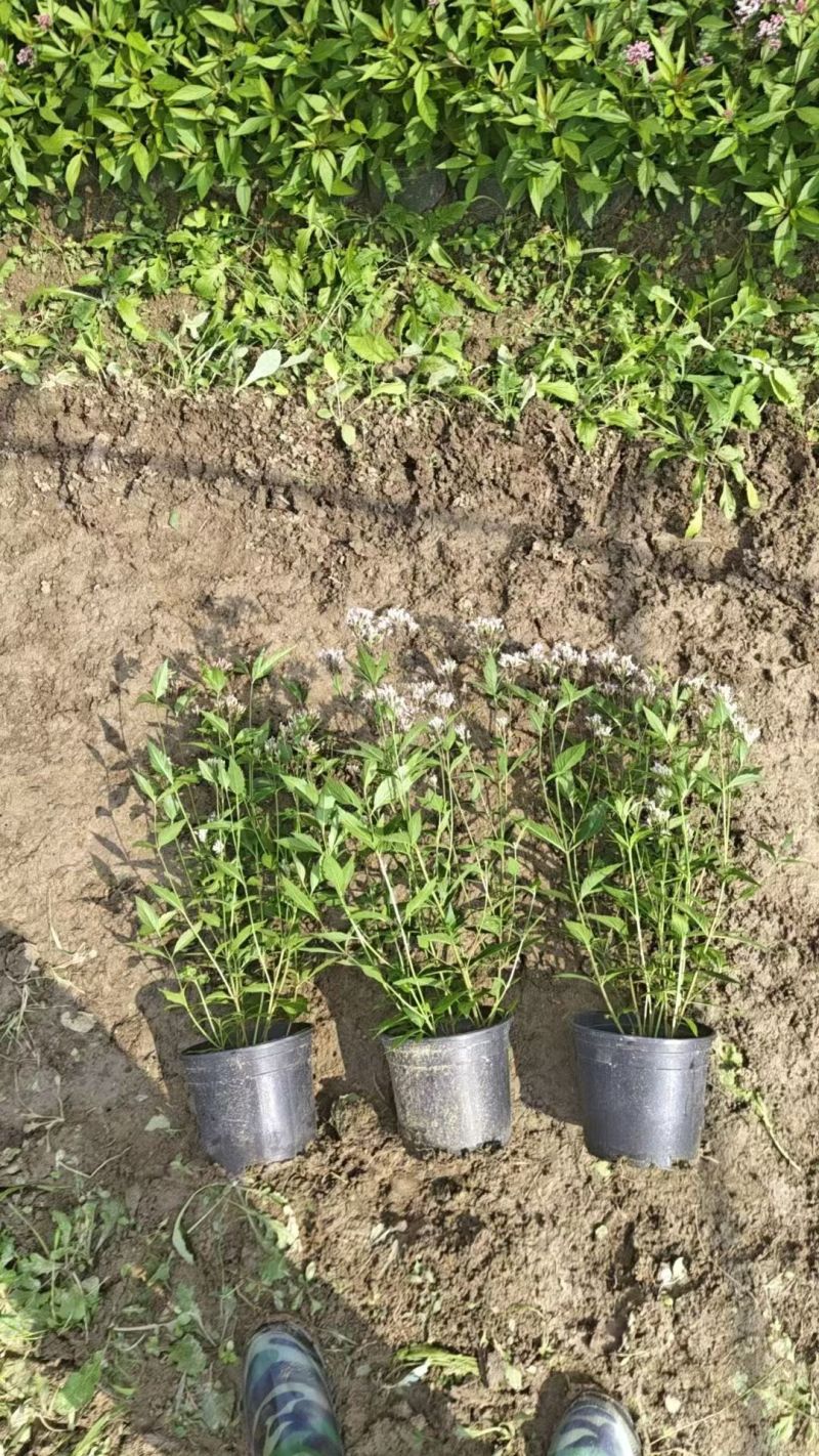 大麻叶泽兰120杯、1加仑、2加仑，基地有量，欢迎来订购