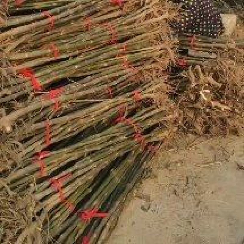 泡桐树苗全网供应速生泡桐树苗优质泡桐小苗