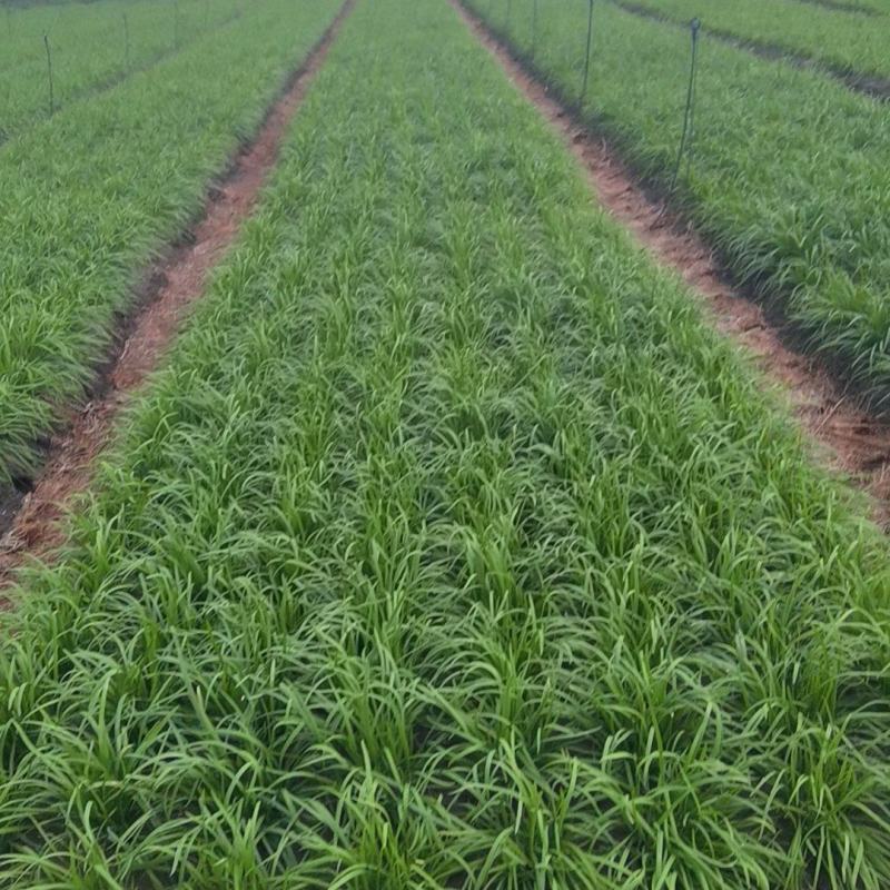 头刀移栽精品韭菜