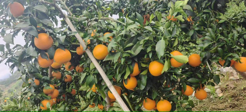 橙子精品爱媛38大量上市货源充足保质保量
