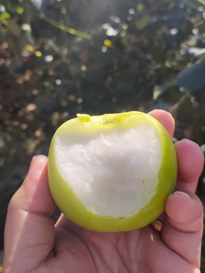 云南苹果枣，牛奶枣，正在上市中