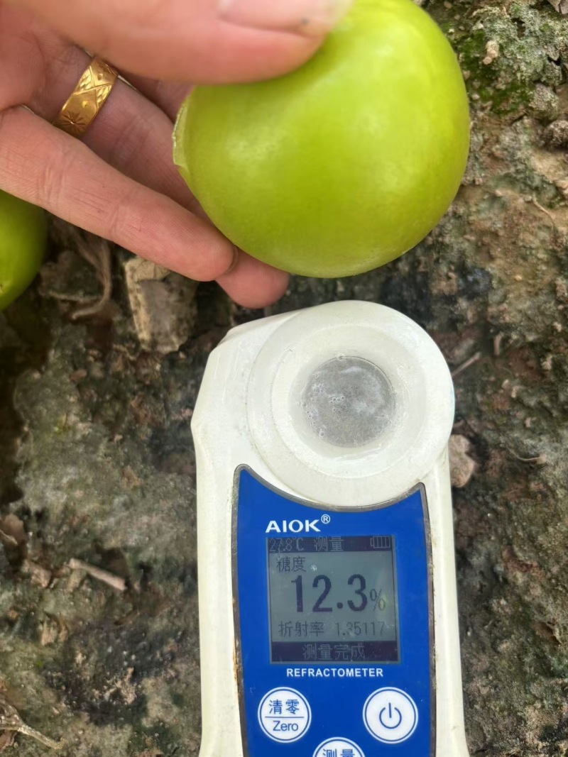 云南苹果枣，牛奶枣，正在上市中