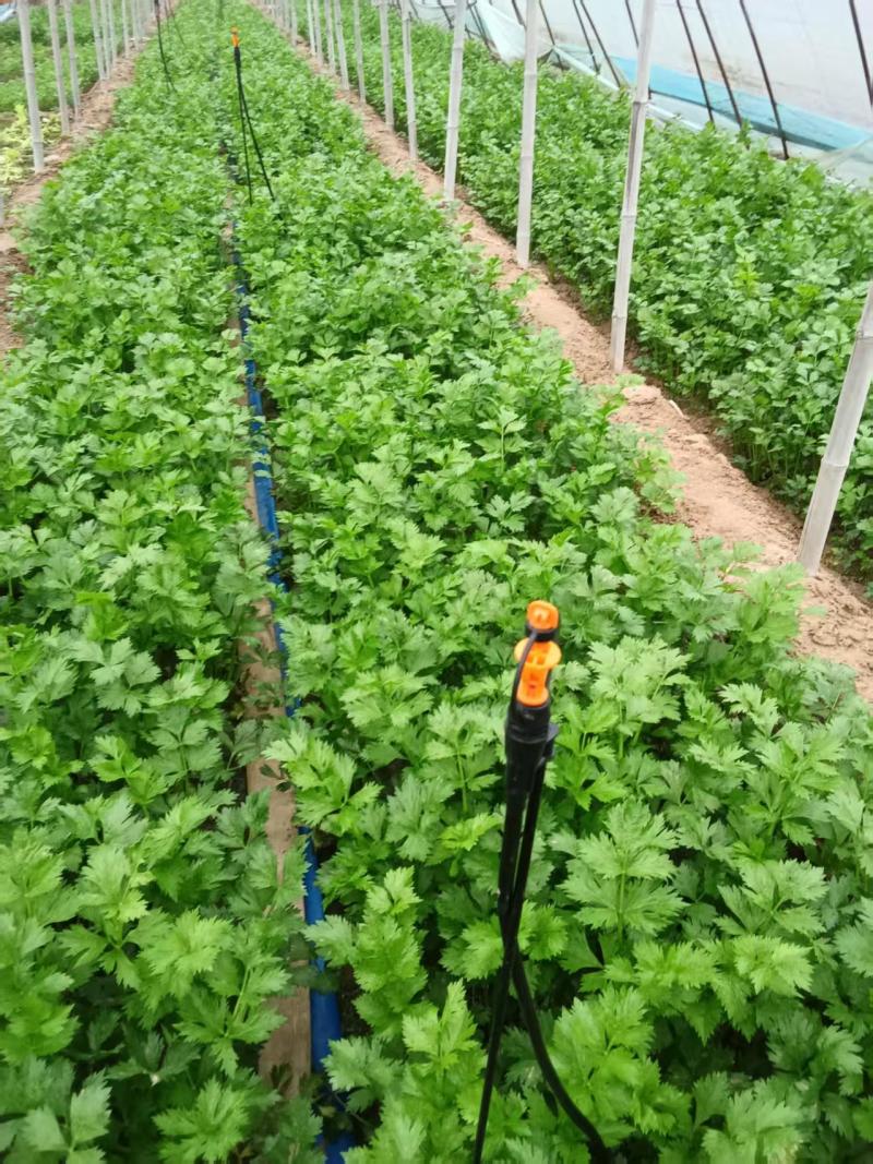 芹菜/皇后芹菜/法国皇后芹菜/产地直发对接全国采购商
