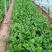 芹菜/皇后芹菜/法国皇后芹菜/产地直发对接全国采购商