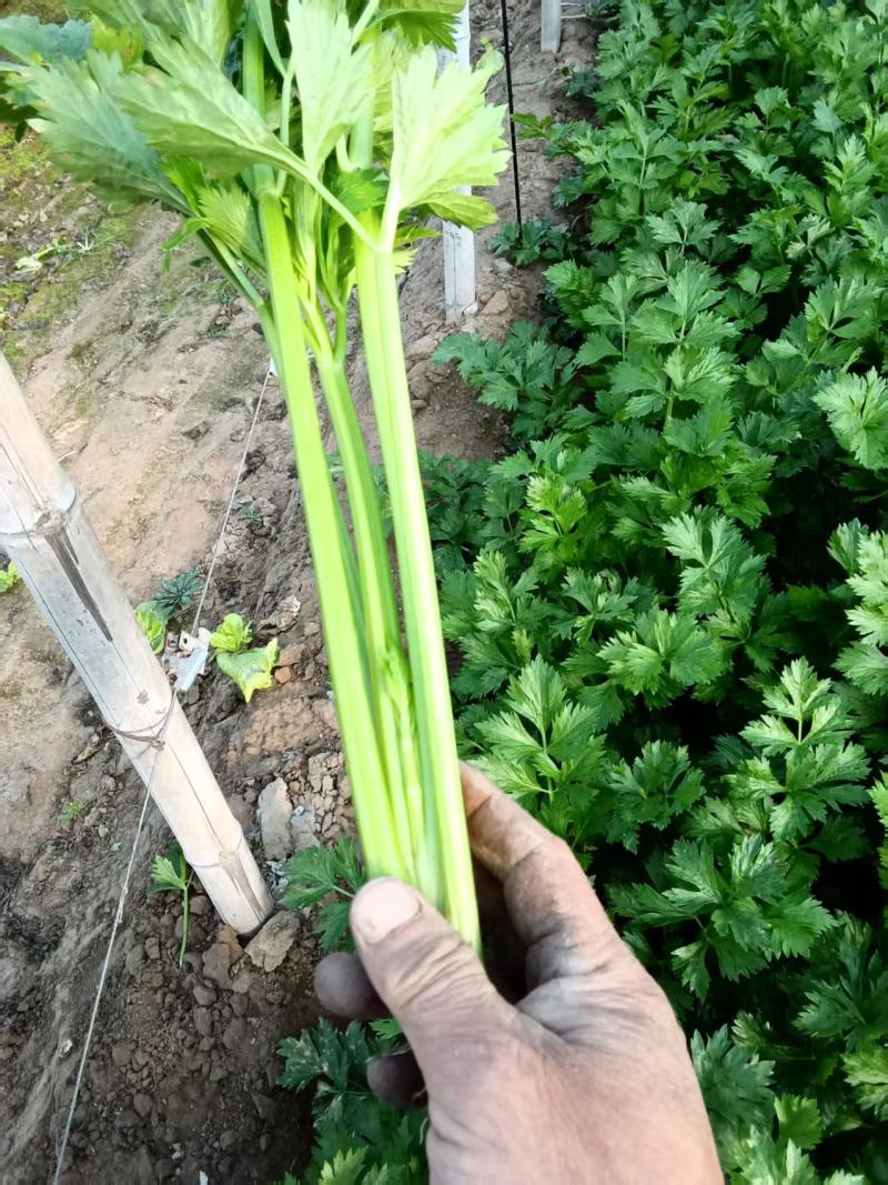 芹菜/皇后芹菜/法国皇后芹菜/产地直发对接全国采购商
