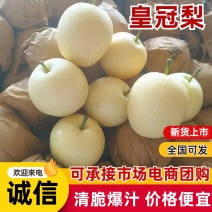 河北赵县皇冠梨大量供应产地现摘现发脆甜多汁对接全国