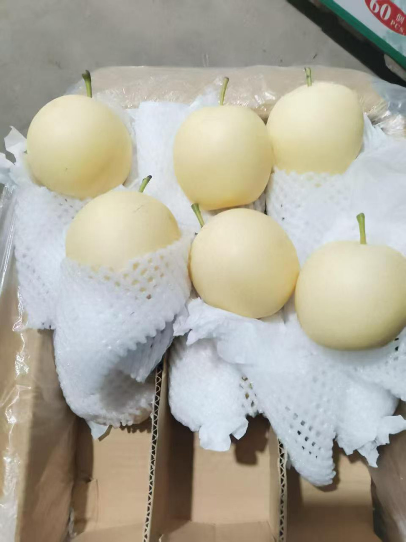 河北赵县皇冠梨大量供应产地现摘现发脆甜多汁对接全国