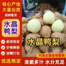 2025水晶鸭梨，箱筐装，各种型号齐全，诚信第一对接全国