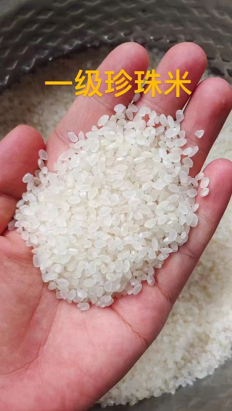 精品一级大米，珍珠米一手货源充足供应，诚信经营，量大从优
