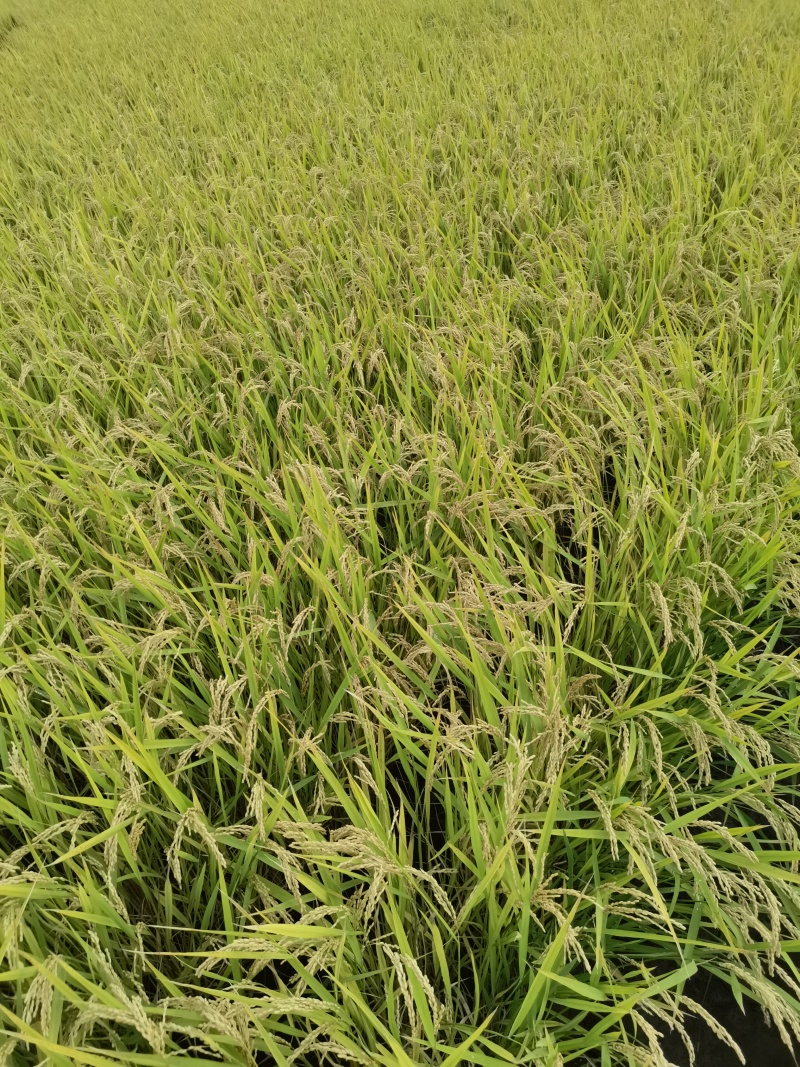 精品一级大米，珍珠米一手货源充足供应，诚信经营，量大从优