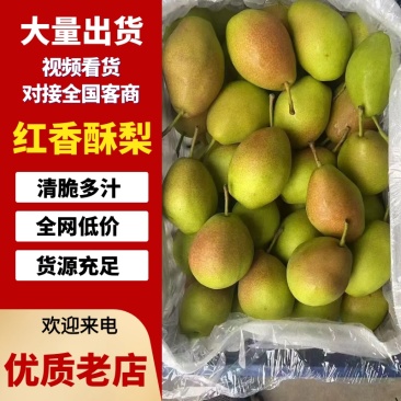 红香酥梨赵县梨产地直发品质保障量大优惠视频看货