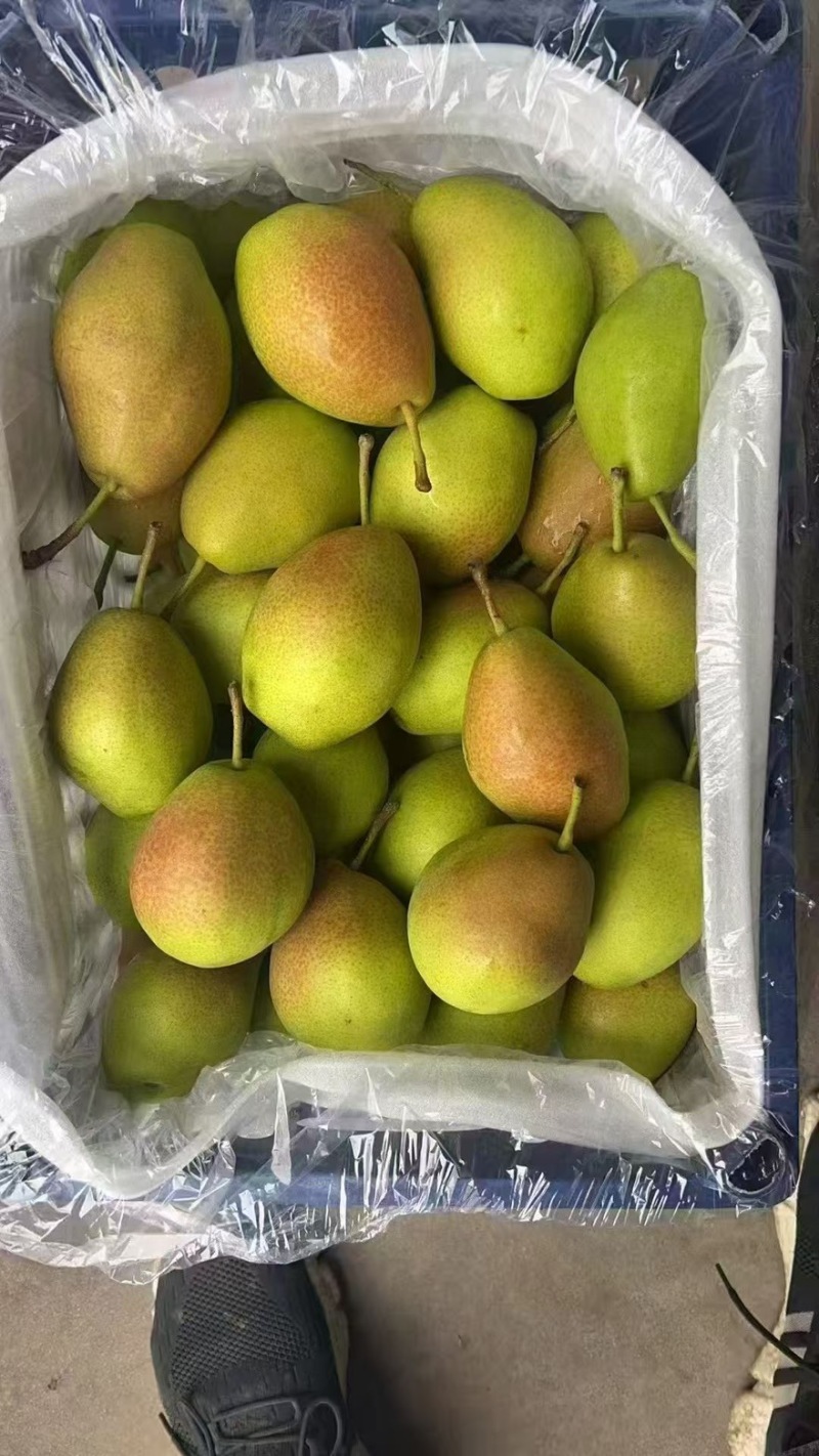红香酥梨赵县梨产地直发品质保障量大优惠视频看货