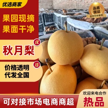 正宗辛集秋月梨货源充足，量大优惠规格齐全，对接全国