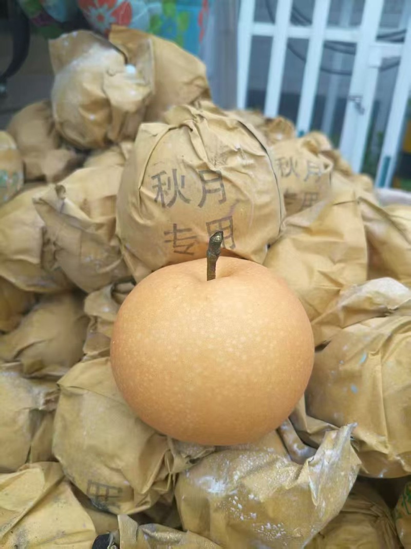 正宗辛集秋月梨货源充足，量大优惠规格齐全，对接全国