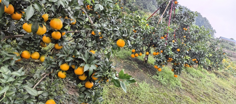 爱媛38大量上市现摘现发汁水充足欢迎来电洽谈